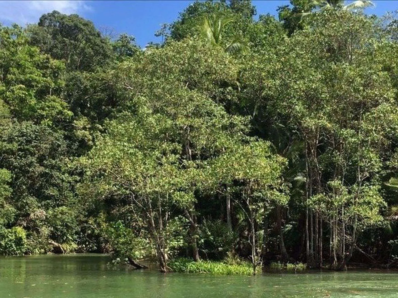 SIERPE MANGROVE TOUR