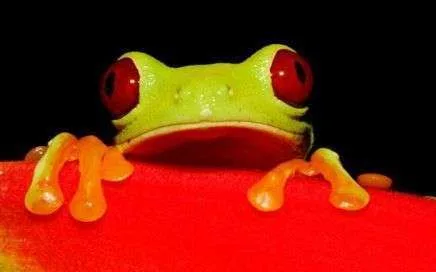 Red eyed frog
