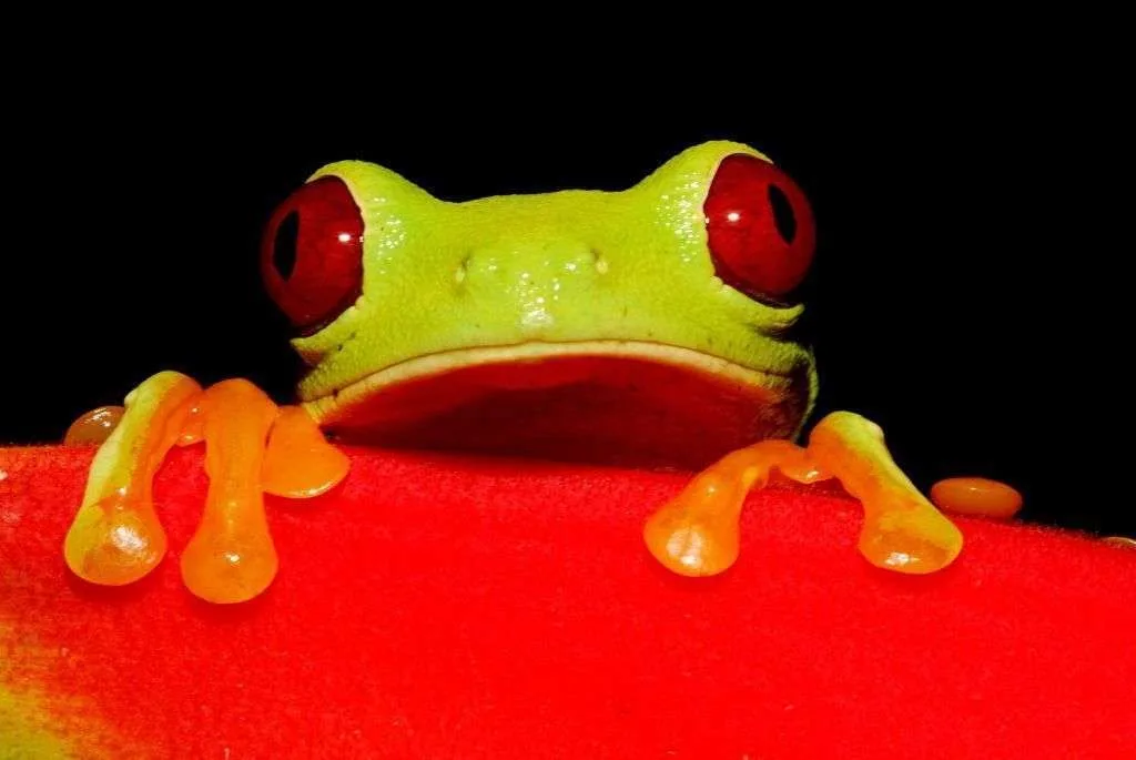 Red eyed frog