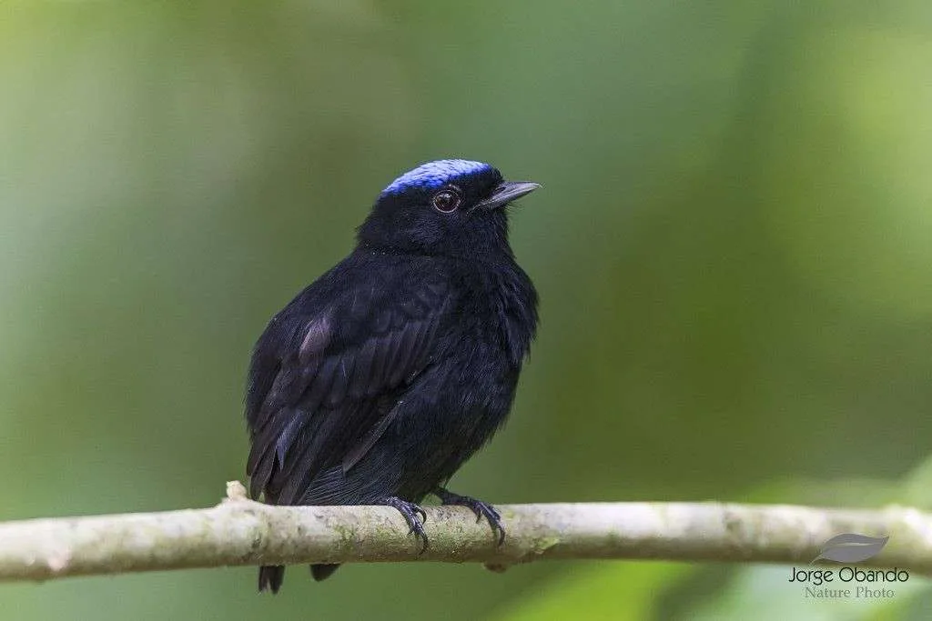 Blue-crowned Manakin bird