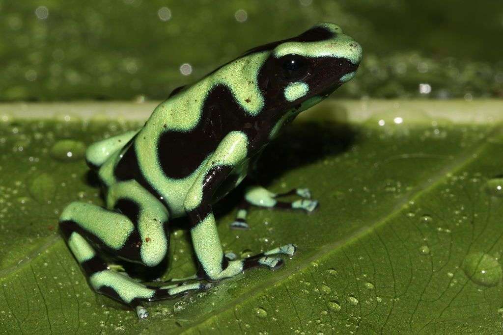 Reptilandia: Exotische Amphibien Im Reptilienpark - Ballena Tales