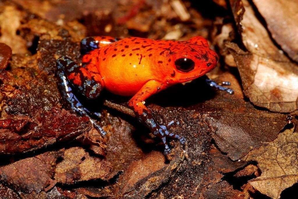 Costa Rican Red Frog