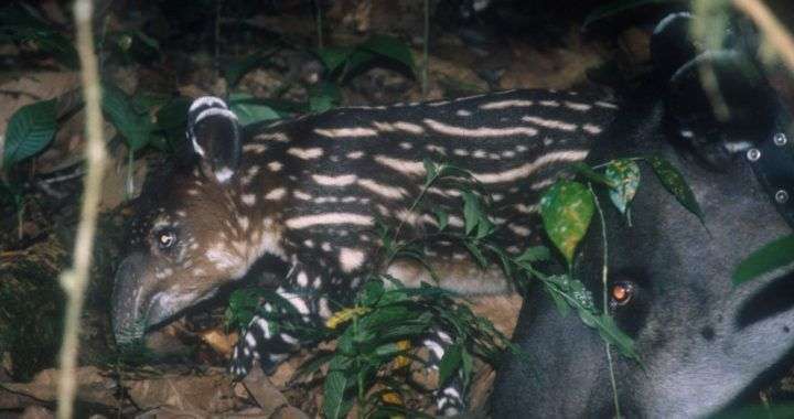 Hacienda Barú: El sueño de un hábitat para la danta o tapir 2