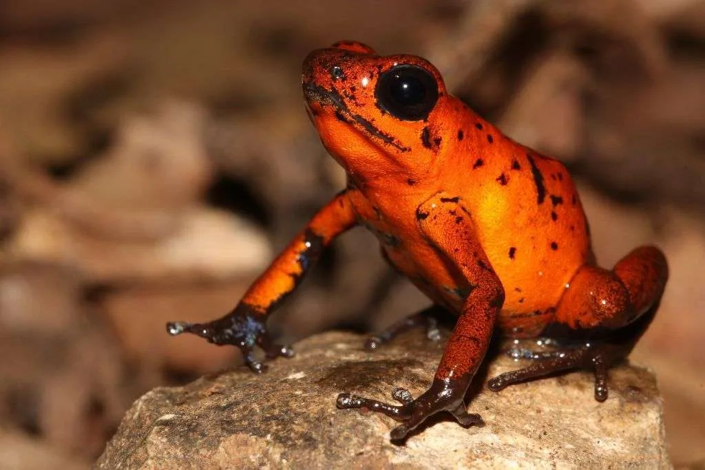 Red Tropical frog