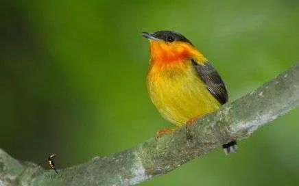 Orange Collared Manakin