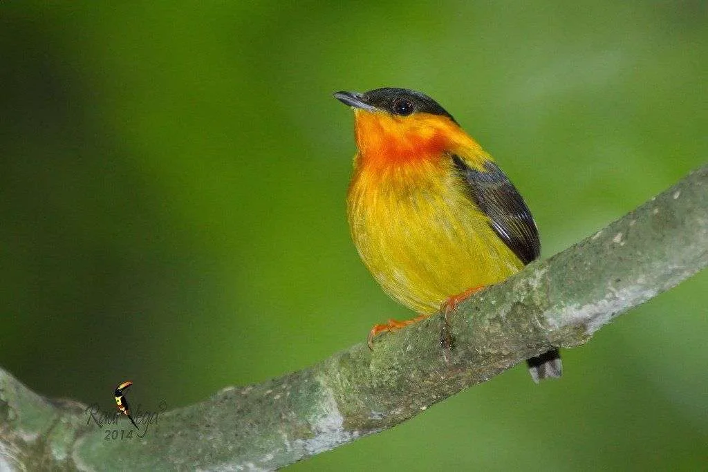 Orange Collared Manakin