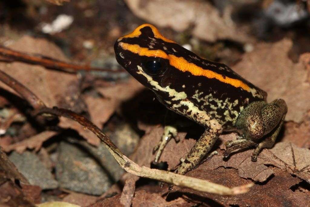 Phyllobates vittatus