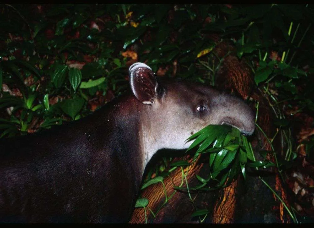 Danta eating