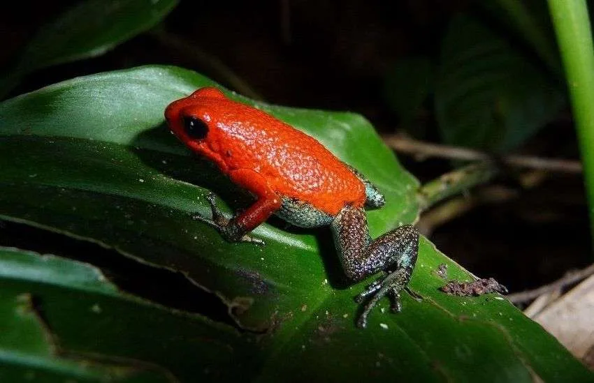 Biodiversidad Jack Ewing Red y green dart frog 3