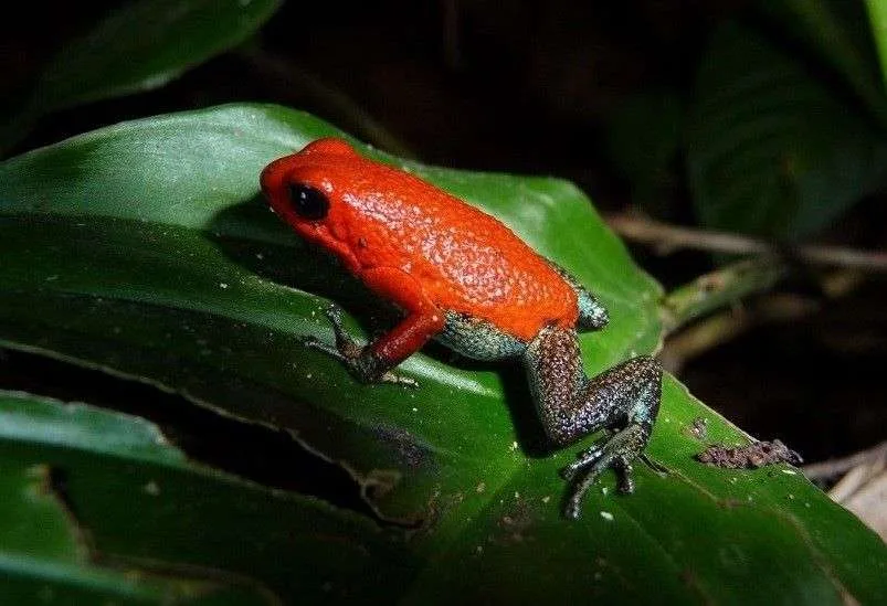 Biodiversidad Jack Ewing Red y green dart frog 4