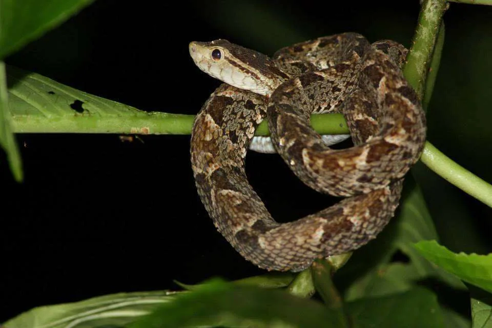 snake Biodiversity Costa Rica Costa Ballena