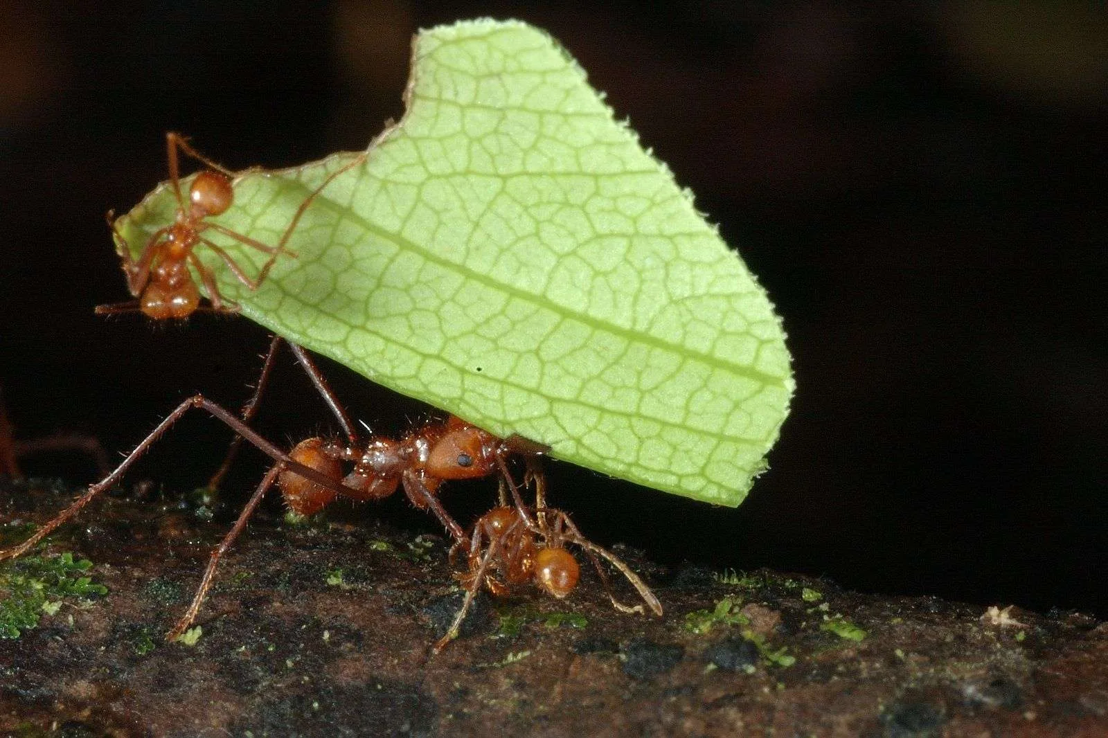 Ant Biodiversity Costa Rica Costa Ballena