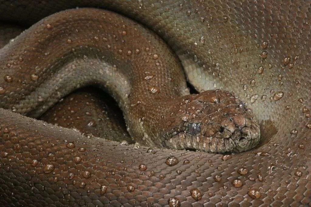 Papuan olive pythons