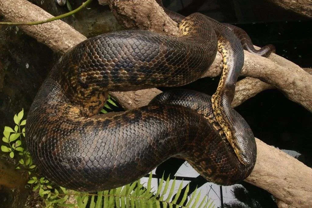 Green Anaconda
