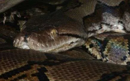 Reticulated Python
