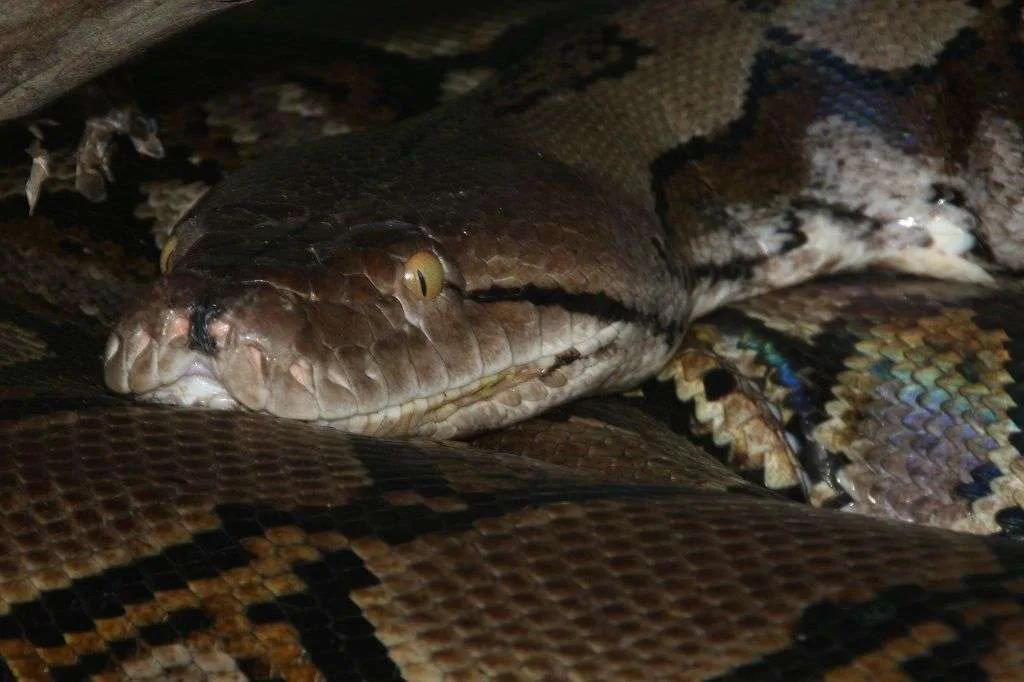 Reticulated Python