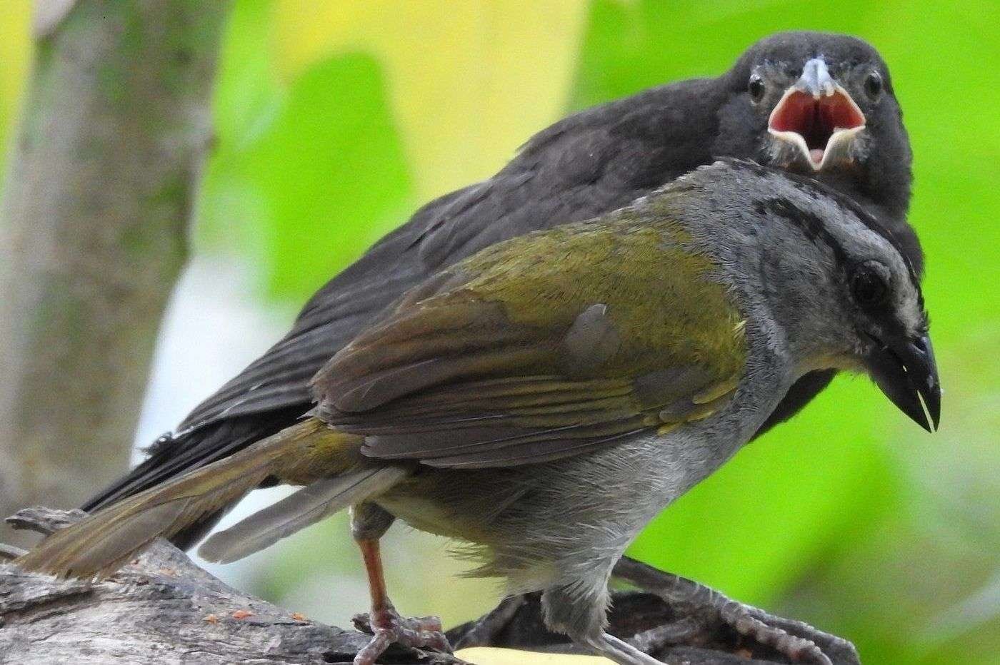 Mother´s Day Pinzona y pichón de vaquero Susana Garcia 2