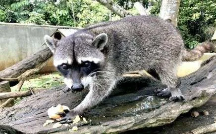Tommy, el racoon mapache