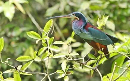 garzas, Herons stalking by the river- Costa Ricas special Birds