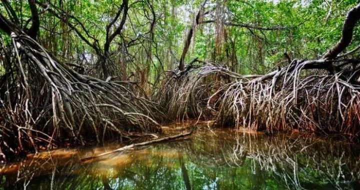 Sierpe Osa Peninsula