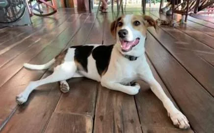 Dawg fundraising- Dog- pets