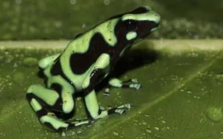 Dendrobates-granuliferus-rana venenosa verde - poisonous green frog Costa Rica