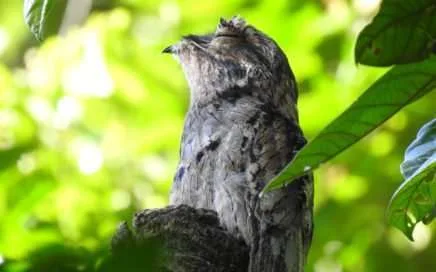 pajaro estaca, common potoo
