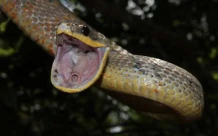 bird snakes, La serpiente mica pajarera