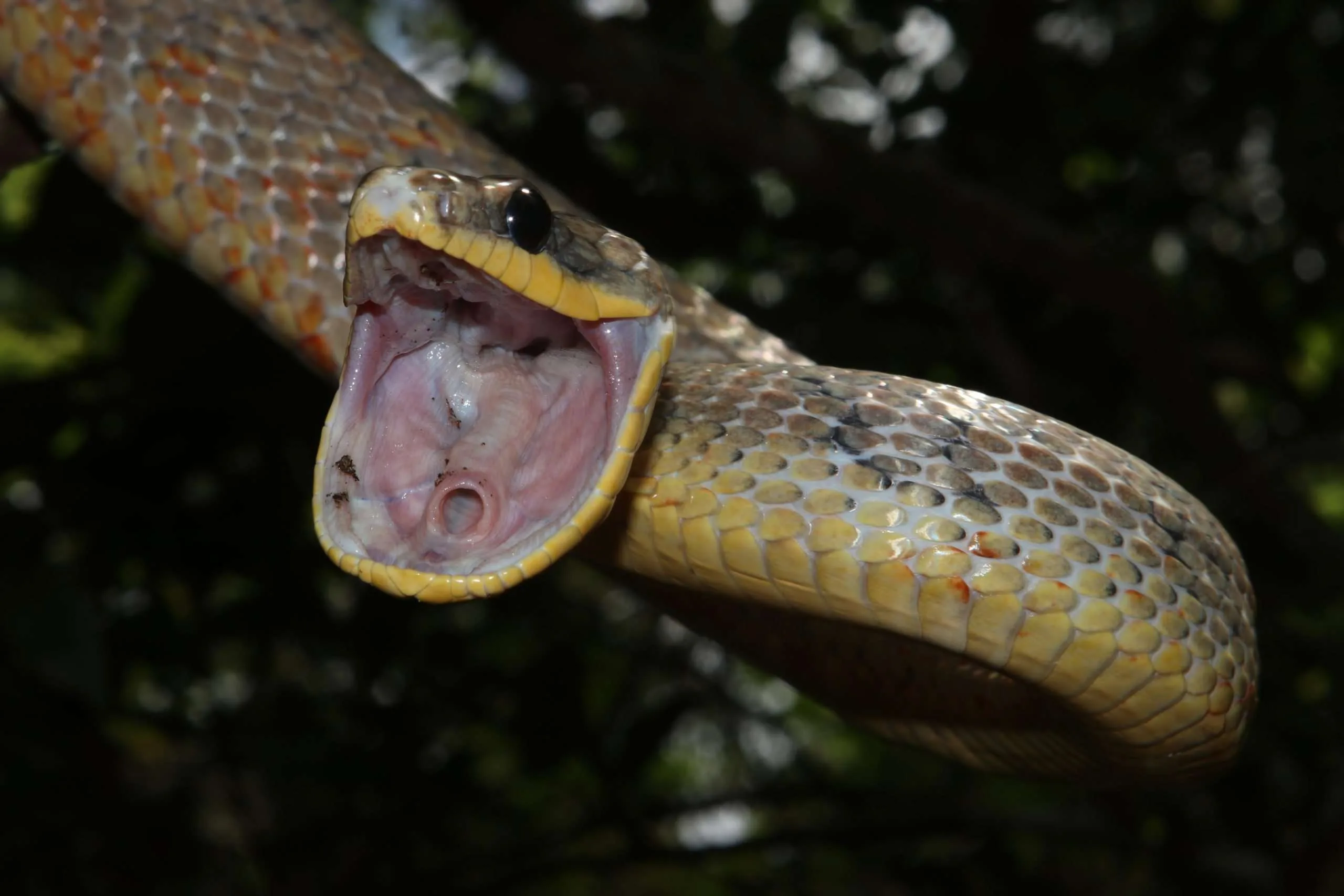 bird snakes, La serpiente mica pajarera