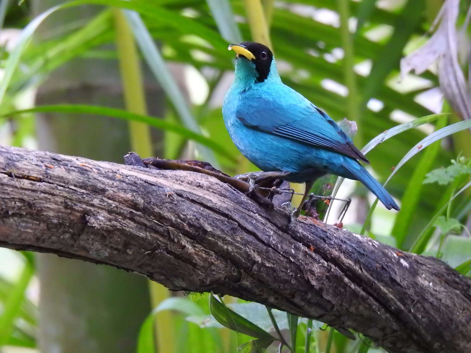 Birdwatching