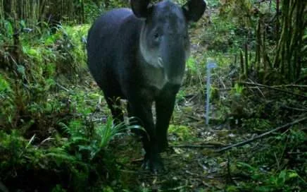 path of tapir - corredor biológico paso de la danta