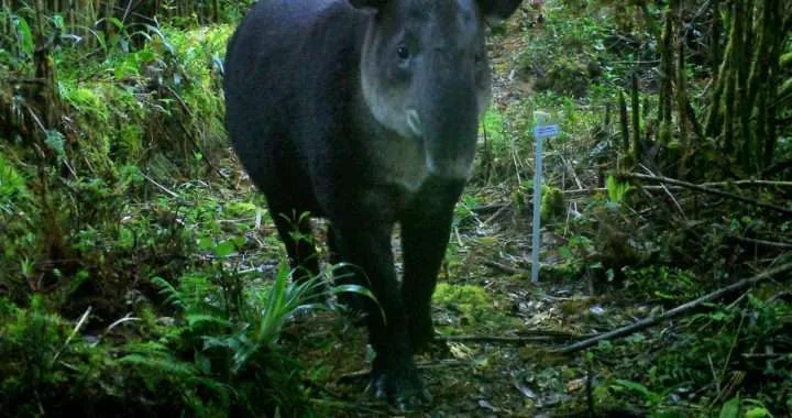 path of tapir - corredor biológico paso de la danta