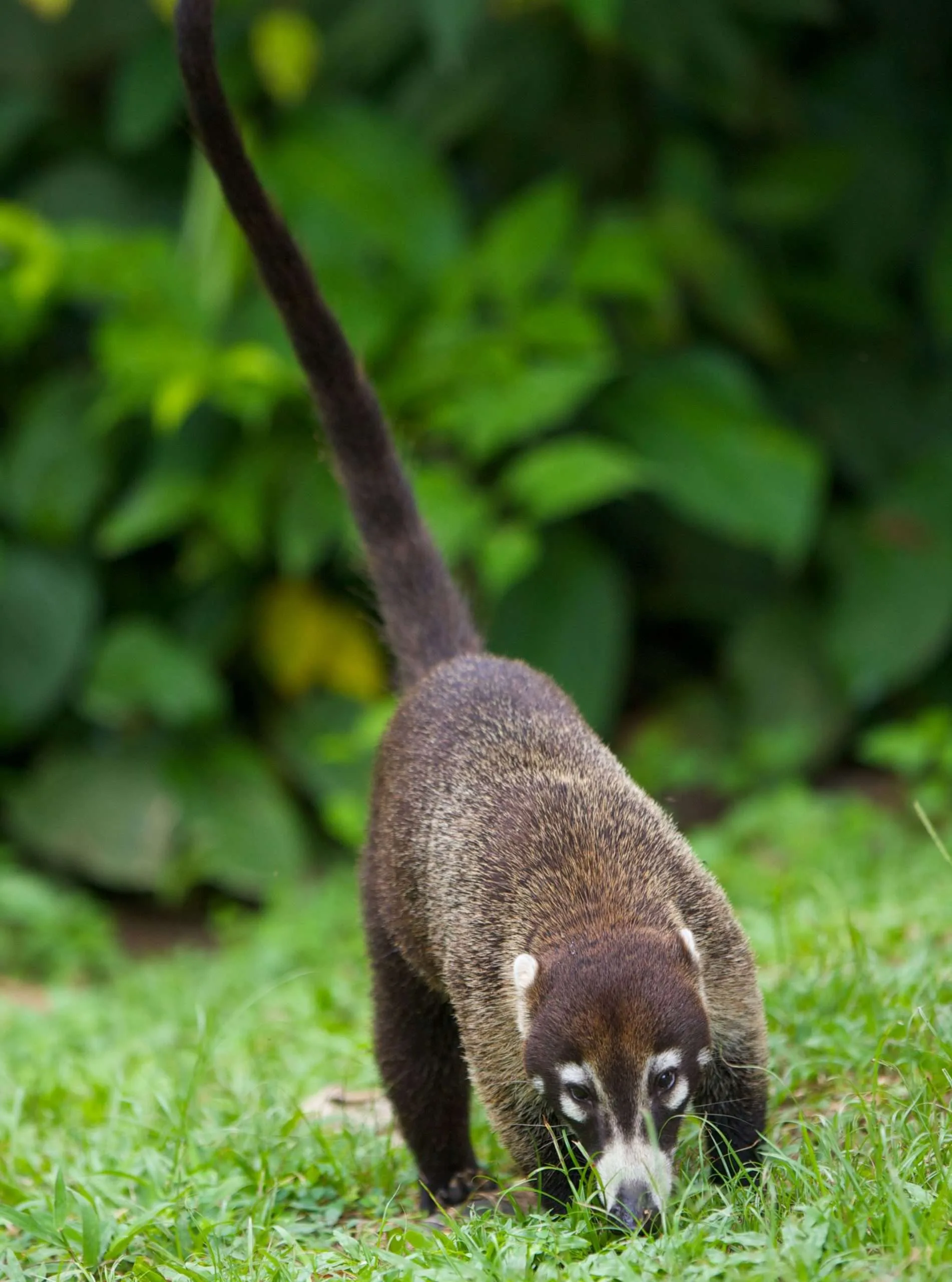 Revista y Guía de Viajes Pacífico Sur Costa Rica #73