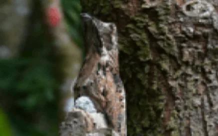 pájaro estaca, common potoo