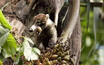 Burbuja Social en la vida silvestre, Wildlife Social Bubbles