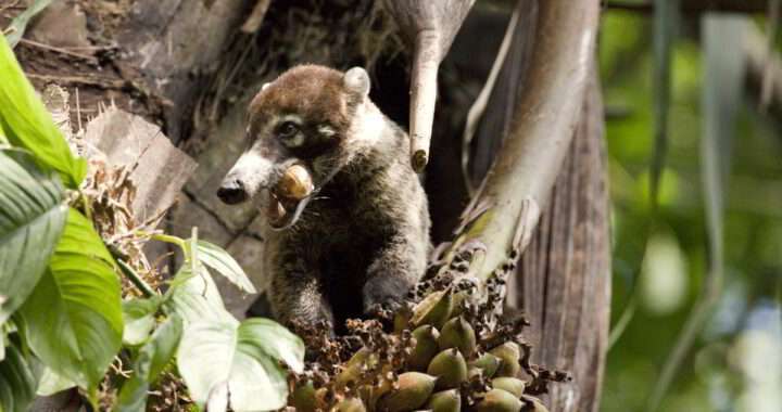 Burbuja Social en la vida silvestre, Wildlife Social Bubbles