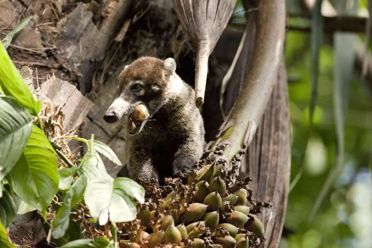 Burbuja Social en la vida silvestre, Wildlife Social Bubbles