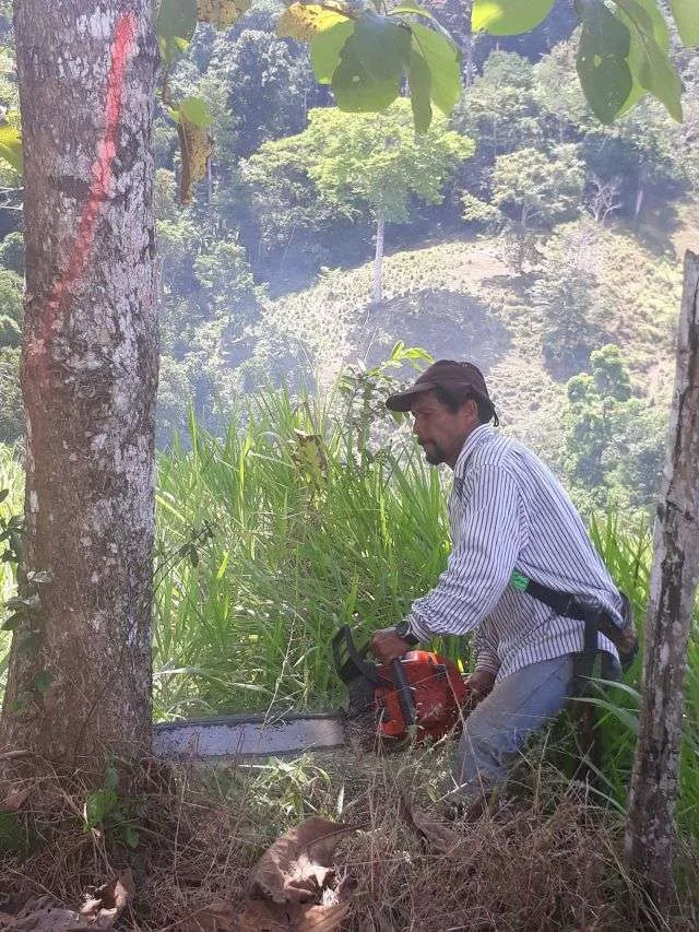 Where does your native timber come from?