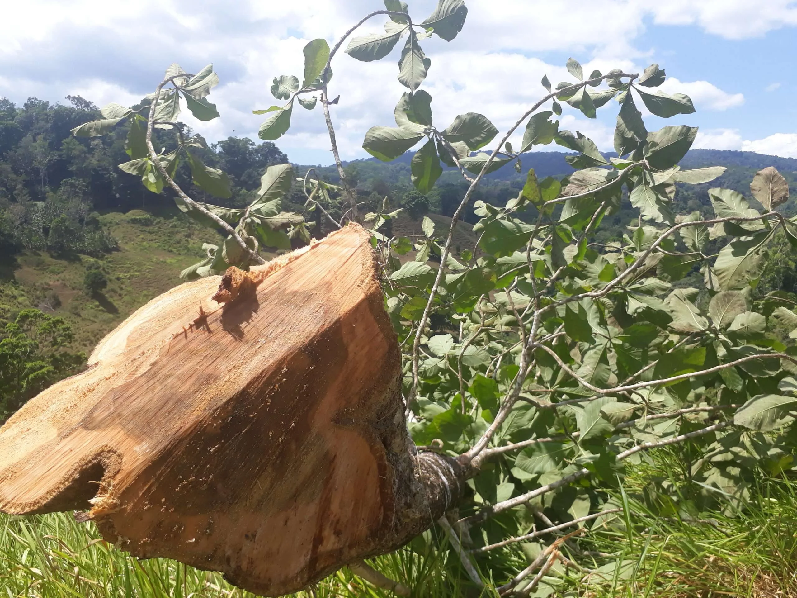 Where does your native timber come from?