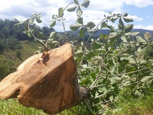 ¿De dónde viene su madera nativa?