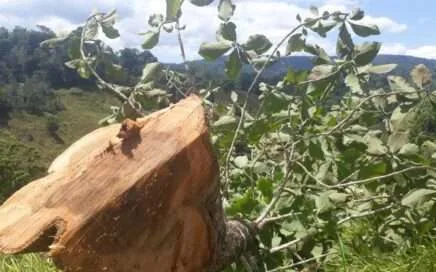 ¿De dónde viene su madera nativa?