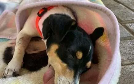 What has DAWG been doing during the Restrictions?