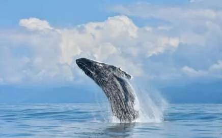 Amor de ballenas, whale watching tour