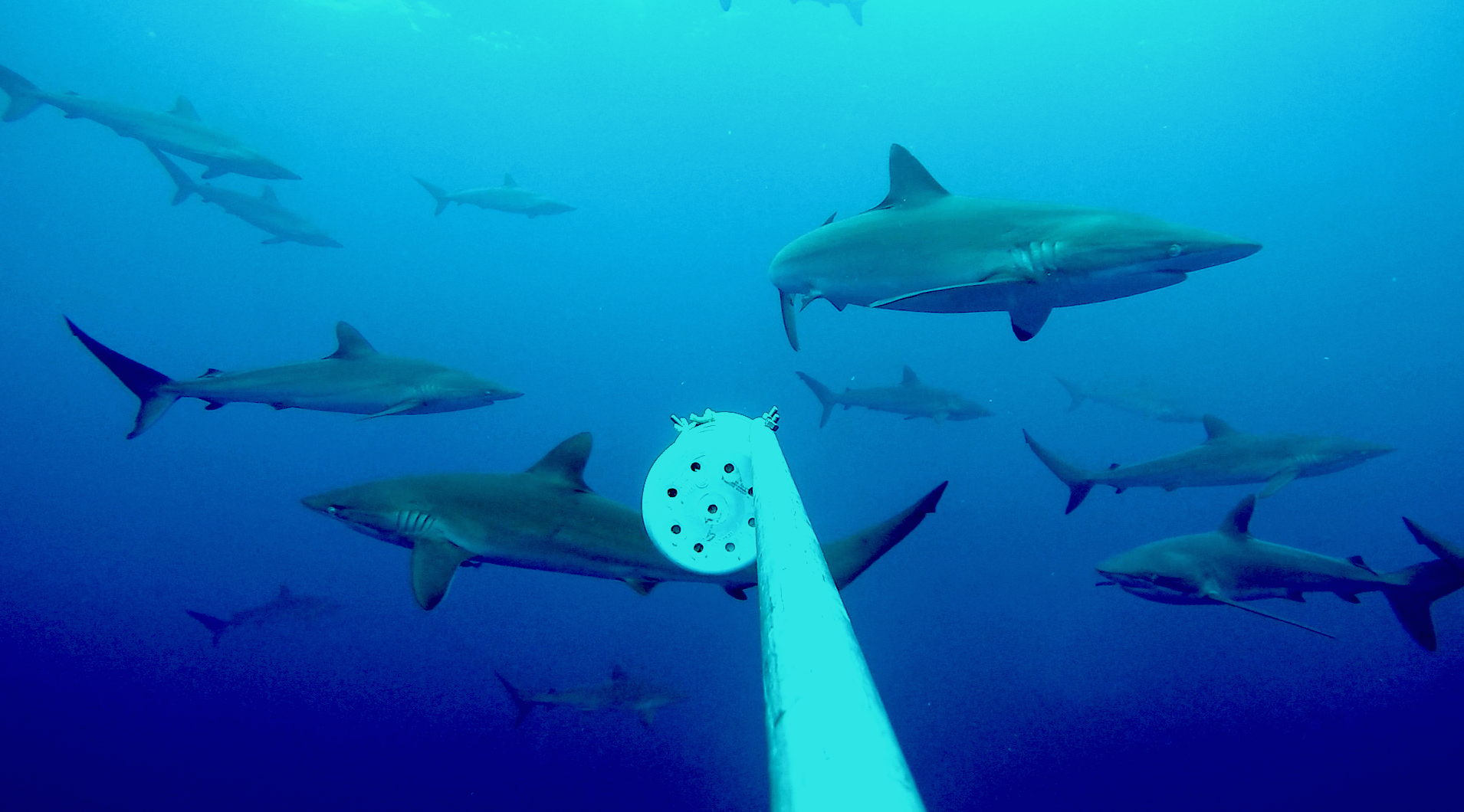 LA VIDA SECRETA DE LOS TIBURONES