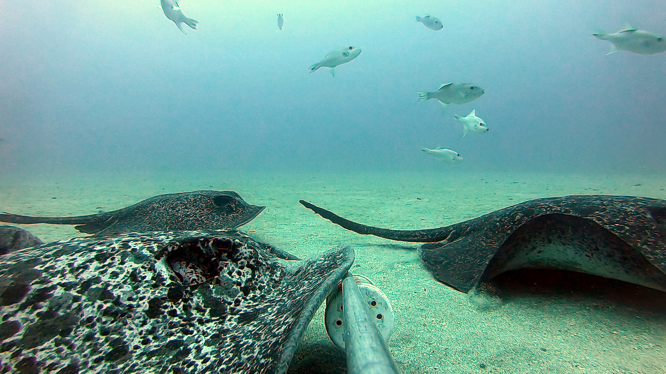 LA VIDA SECRETA DE LOS TIBURONES