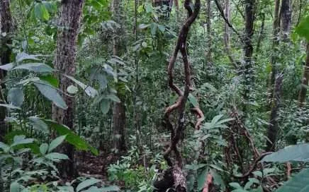 TARZAN VINES, The Amazing World of Lianas