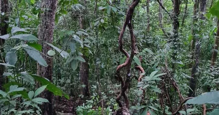 TARZAN VINES, The Amazing World of Lianas