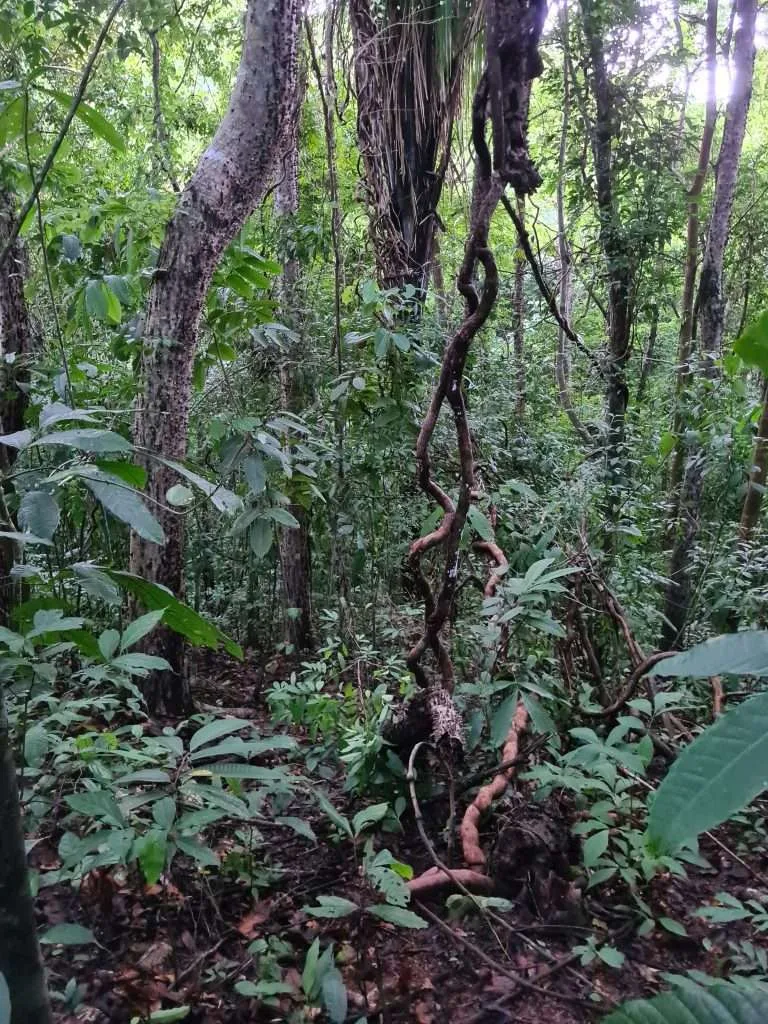 TARZAN VINES, The Amazing World of Lianas