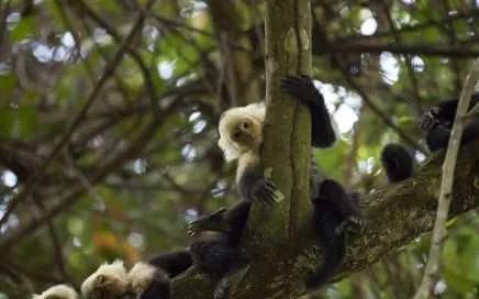 teenage monkeys, monos adolescentes