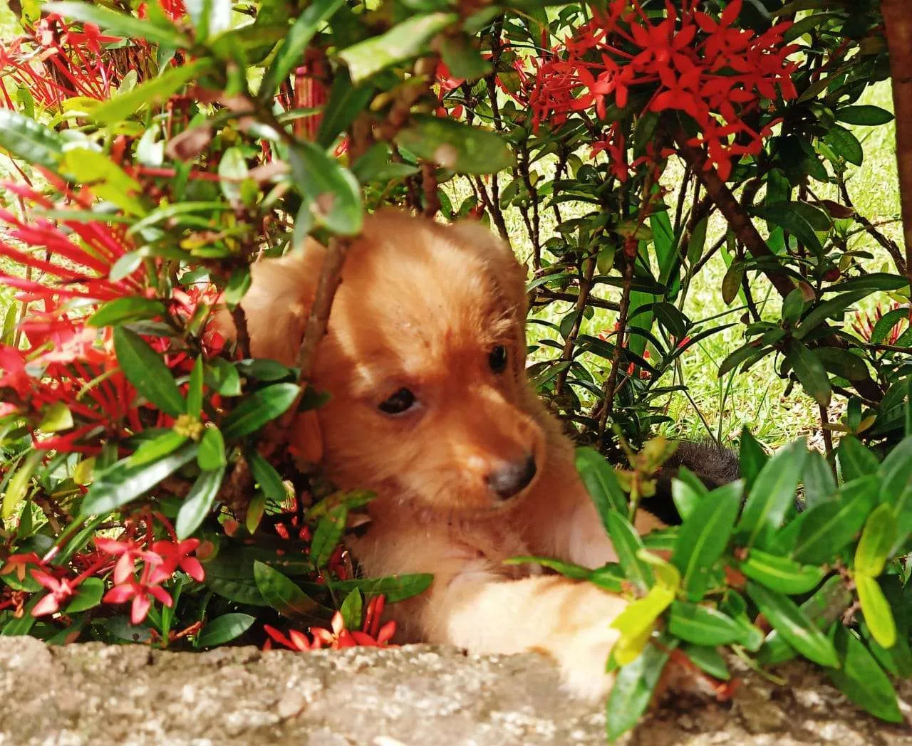 PLAZA BAHIA MOANA, Uvita close to Marino Ballena Park
